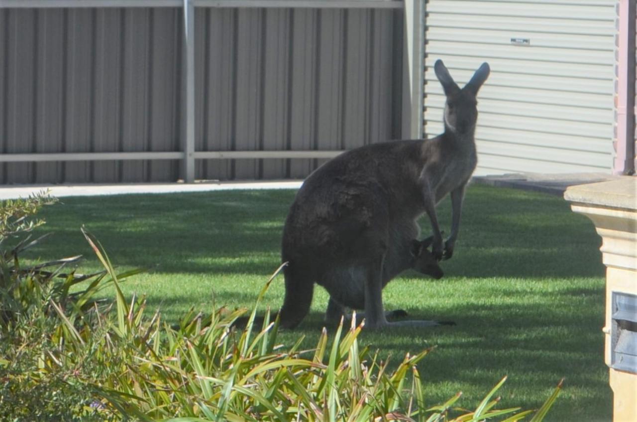 The Lamb Shack 호텔 Aldinga Beach 외부 사진